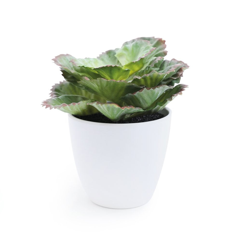 Suculenta Verde Artificial Vrd/bco