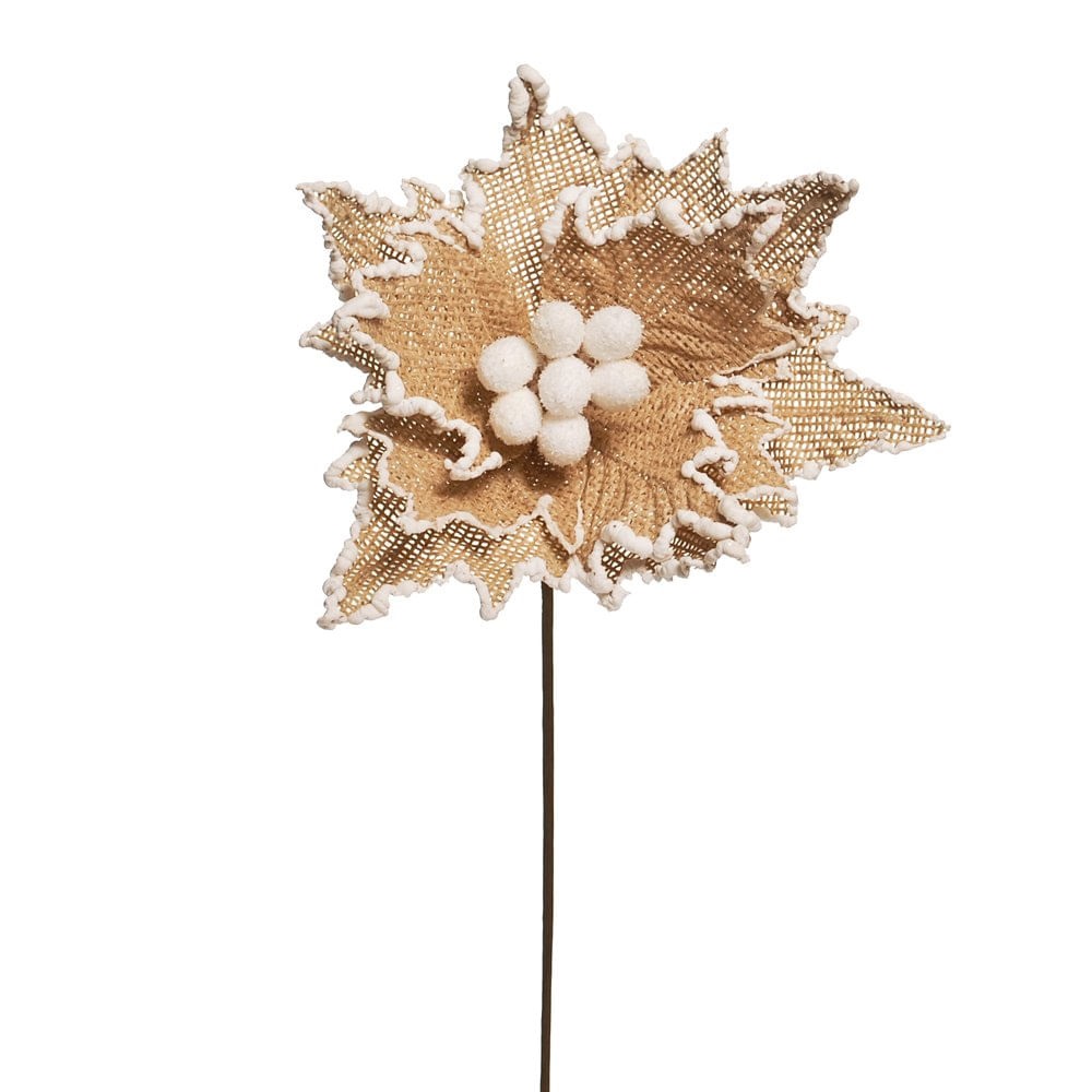 Flor mar (flores Cabo Curto)1692960