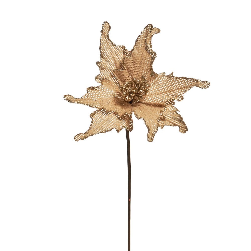 Flor mar (flores Cabo Curto)1692966