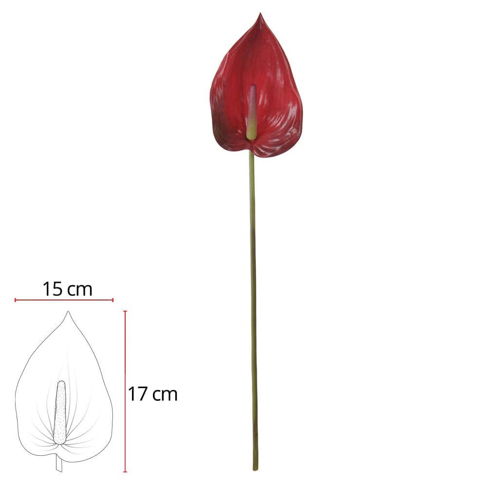 H.anturio Real toq Vermelho 90cm