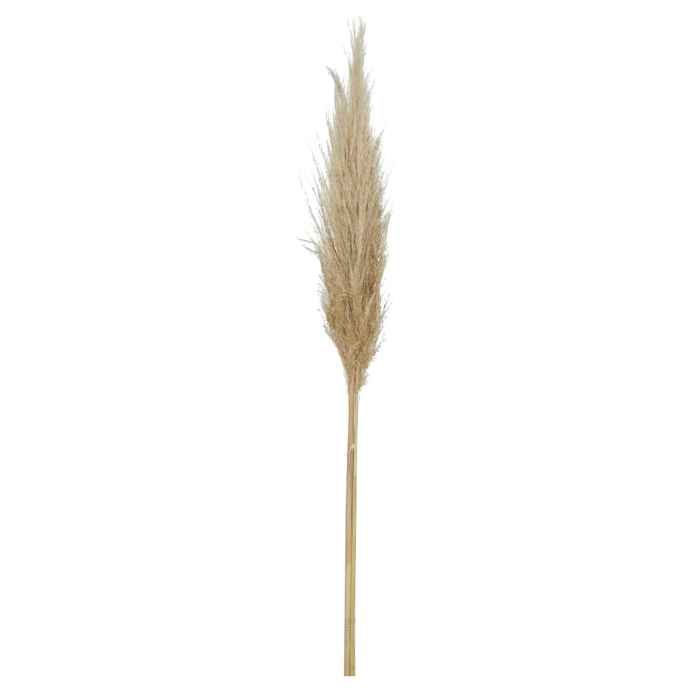 Capim dos Pampas c/3 Hast Desid nat 70cm