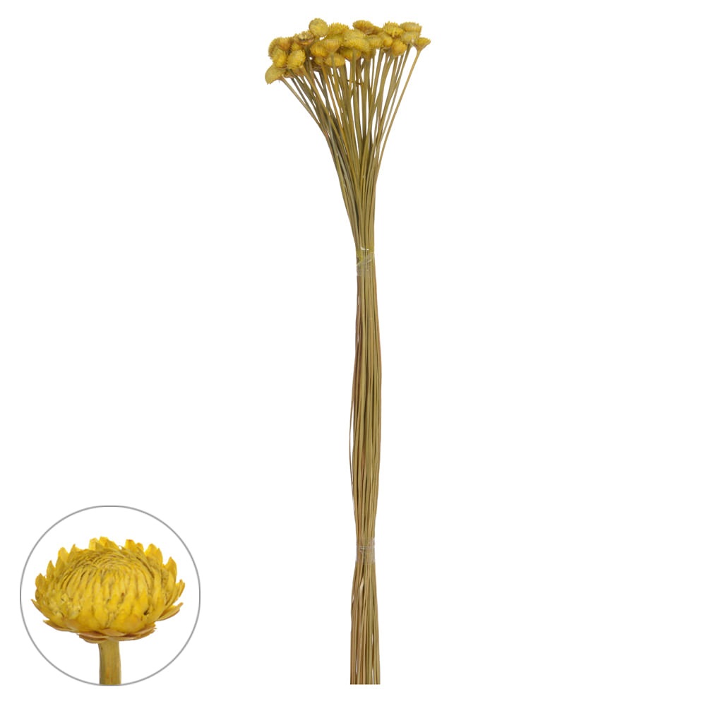 Botao Dourado Desidratado Amarelo 60cm
