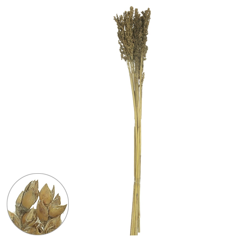 Sorgo com 3 Hast Desidratado Natural 69cm - Florarte
