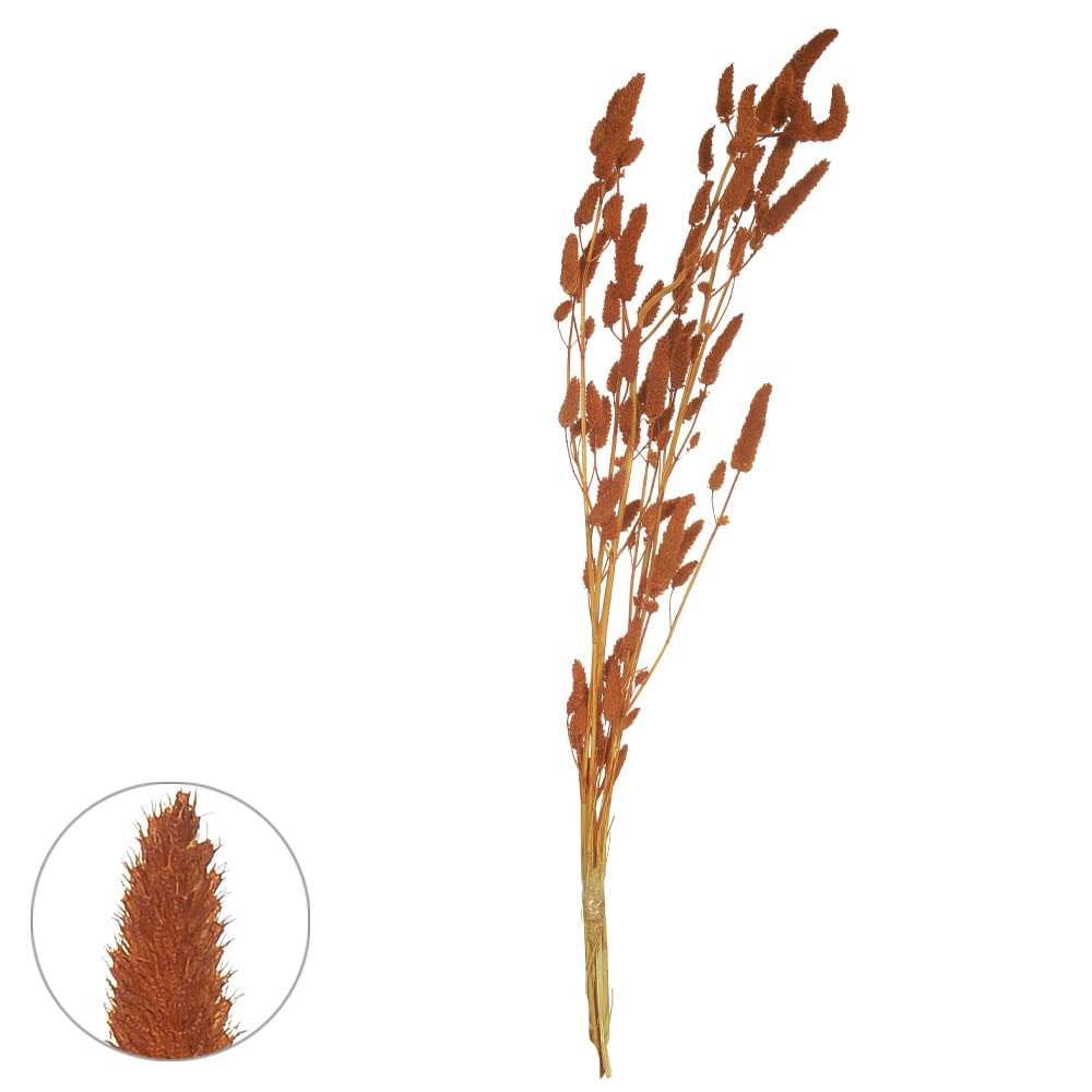 Rabo de Coelho Desidratado Laranja 60cm