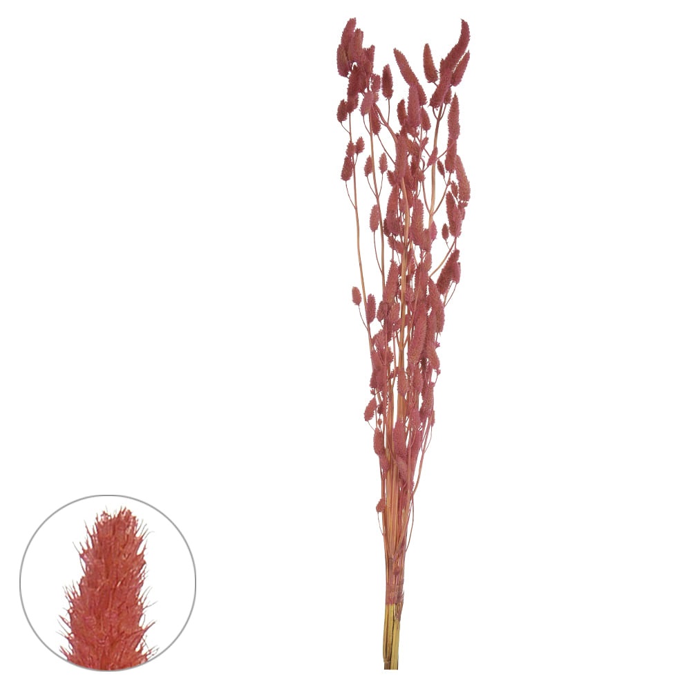 Rabo de Coelho Desidratado Rosa 60cm