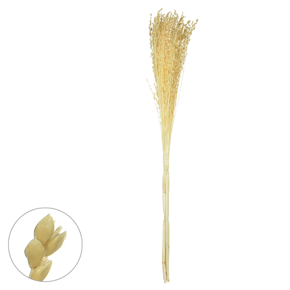 Vassourinha Desidratado Alvejado 75cm