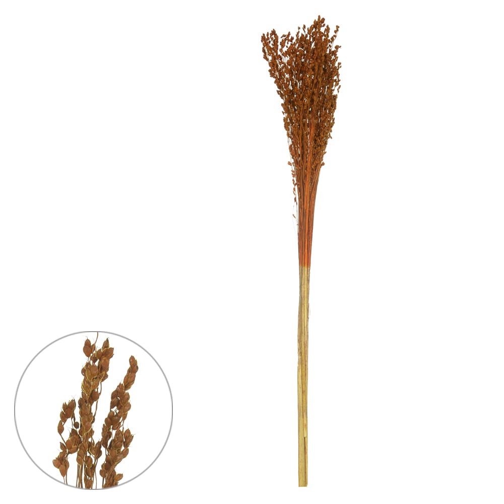 Vassourinha Desidratado Laranja 75cm