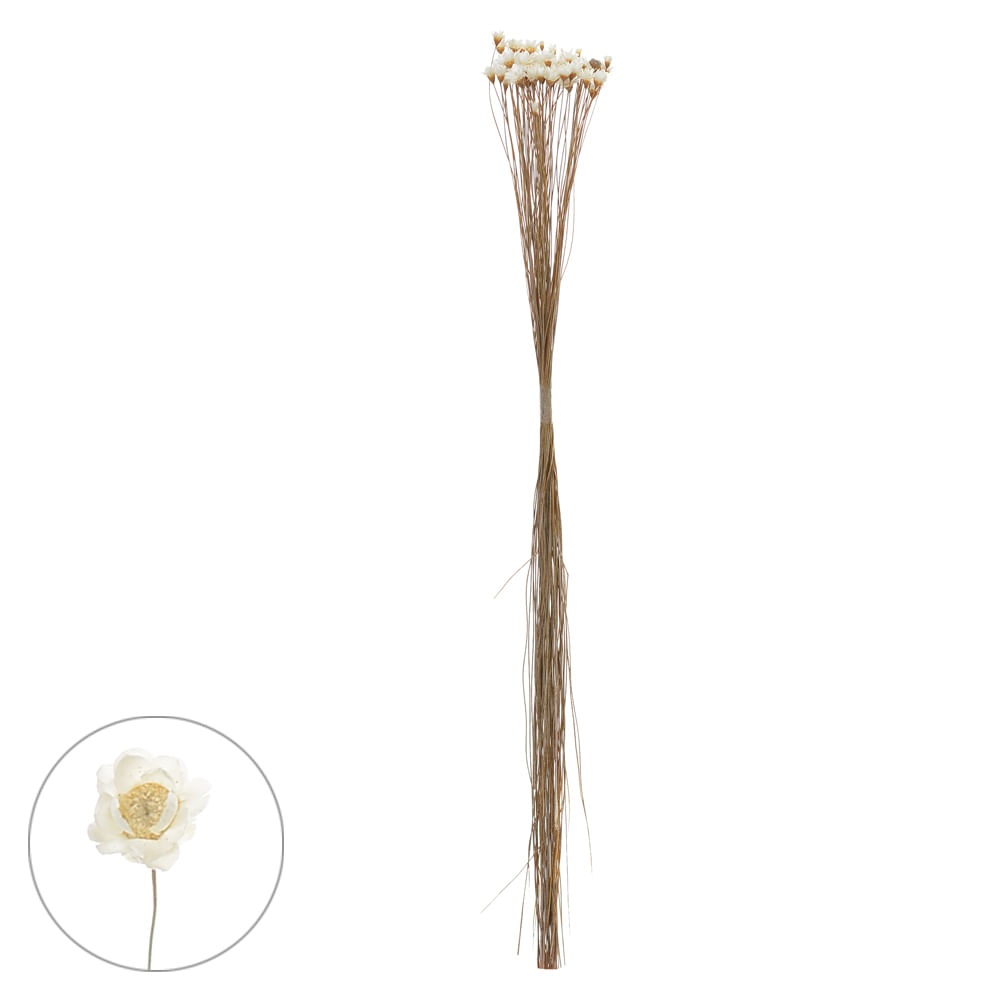 Sempre Viva Desidratado Natural 30cm