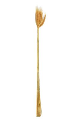 Trigo Com 20 Haste Desidratado Laranja 65cm - Florarte
